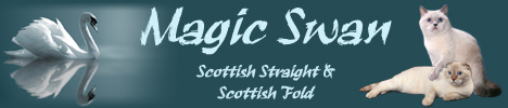 Питомник шотландских кошек Magic Swan